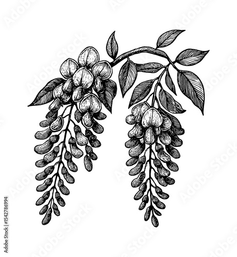 Detailed Engraving Style Illustration of Wisteria Flowers and Leaves on a Branch