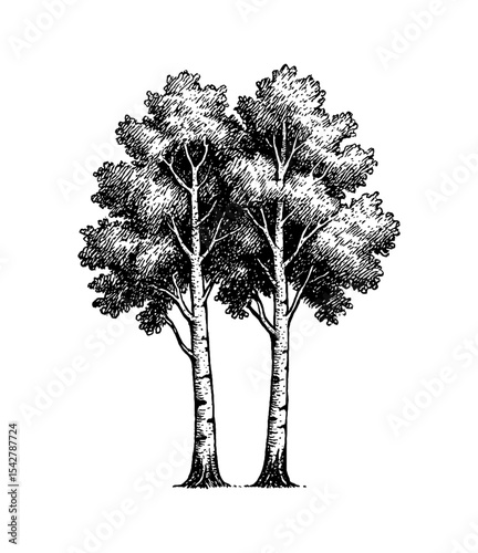Detailed Engraving of Two Birch Trees with Dense Leaves and Visible Bark Texture