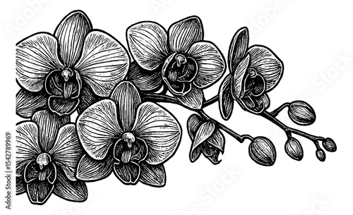 Detailed Engraving Style Illustration of Orchid Flowers in Full Bloom on a Branch