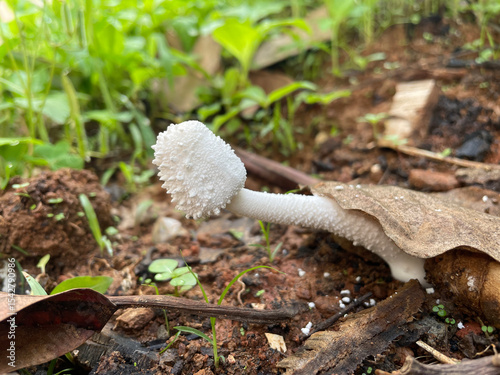 Delicate White Fungi in Natural Habitat

