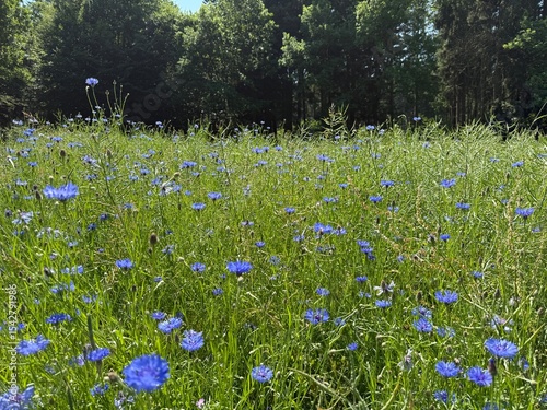 Fototapeta Naklejka Na Ścianę i Meble -  Blue cornflowers blooming at the edge of a summer meadow