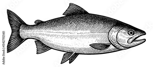 Detailed Engraving of a Fish with Fins and Scales in Black and White