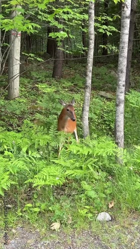 girl in the forest