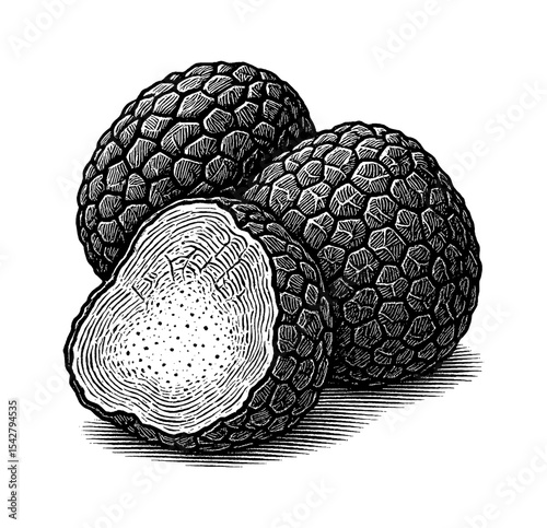 Black Truffles Close Up in Detailed Engraving Style Line Art Black and White Drawing