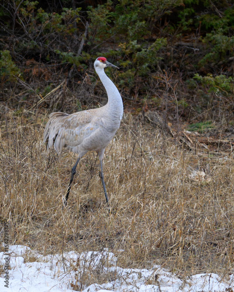 Obraz premium Sandhill Crane in the forest. Photographed in Yellowstone National Park, Montana.