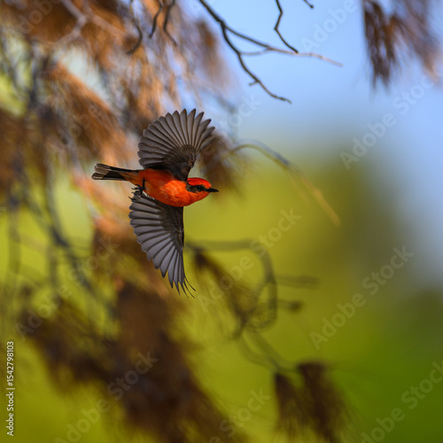 A Red and Black bird in flight. A vermillion Flycatcher.