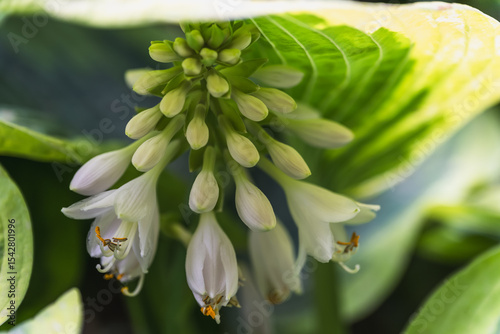 White flowers of variegated hosta close-up, selective focus.