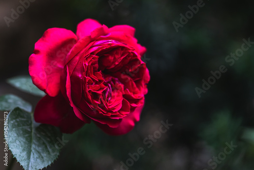 Red garden rose close-up on blurred background with copy space.