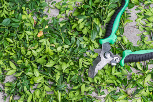 Garden pruning shears lie on cut boxwood leaves. Garden care concept.