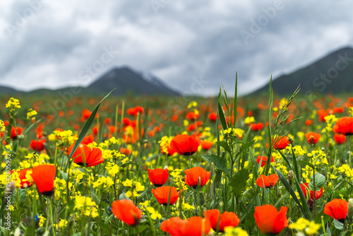 Close-up of blooming poppies and green mountains. Selective focus.