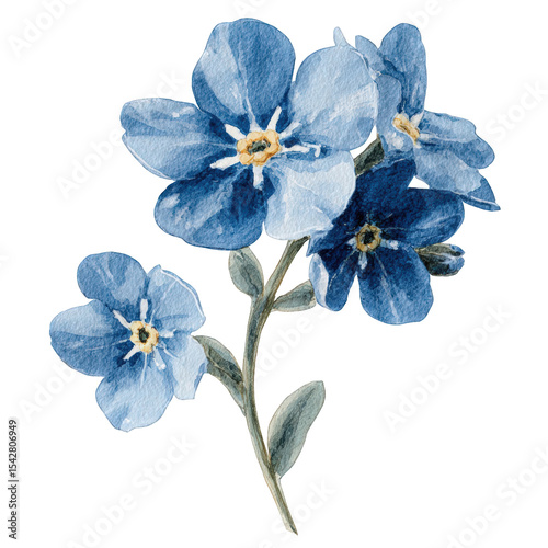 Exquisite Watercolor Forget Me Nots Botanical Illustration featuring delicate blue flowers and green leaves perfect for spring wedding invitations or romantic designs, transparent background