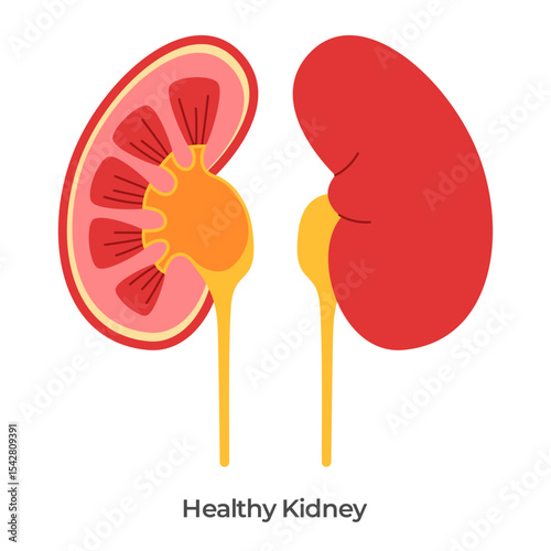 Kidney anatomy drawing illustration healthy kidneys left an right organ isolated white background
