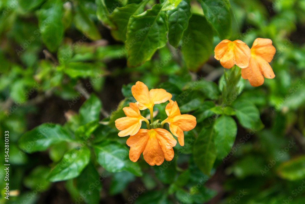 Fototapeta premium Crossandra infundibuliformis Firecracker flower Kanakambaram tropical flame. It is a species of flowering ornamental plant native to South India (especially in the Kerala region ) and Sri Lanka