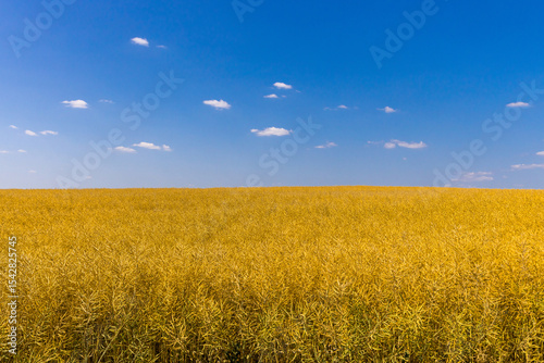 A beautiful landscape with a field of ripe rapeseed and blue sky