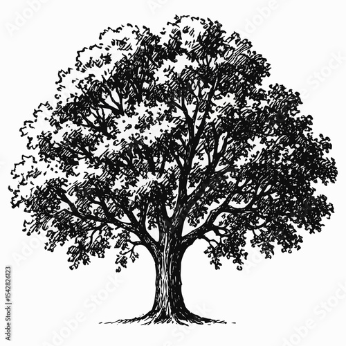 Tree, black and white vector illustration of broad-leaved deciduous tree isolated on white