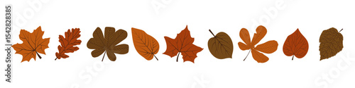 Set of hand drawn fall leaves in orange and brown colors. Autumn foliage design for seasonal design. Vector illustration