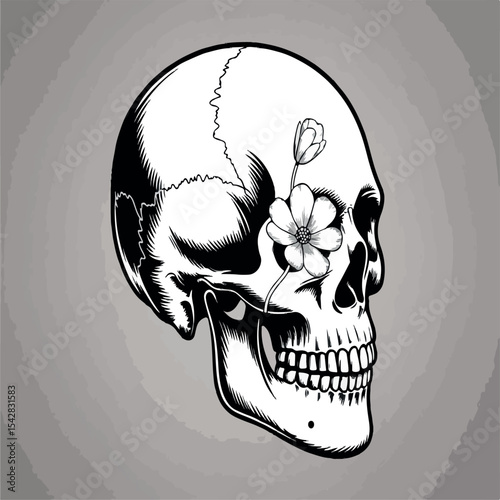 illustration, bone, horror, skull, vector, head, dead, death, drawing, skeleton, human, isolated, evil, symbol, black, art, design, anatomy, tattoo, halloween, graphic, white, front, face, jaw, scary,