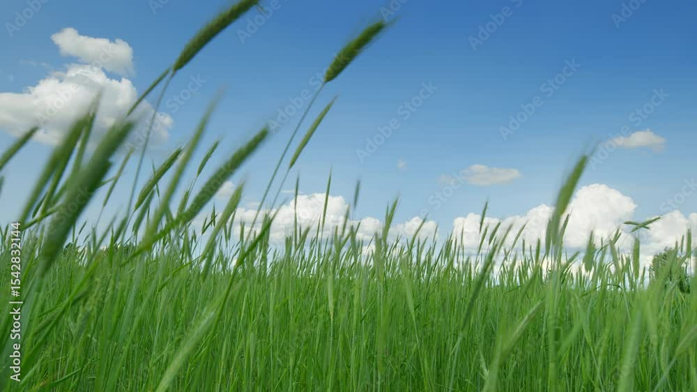 Lush Green Grass Spreading Out Beneath a Bright Blue Sky with Fluffy White Clouds Lush Green Grass Spreading Out Beneath a Bright Blue Sky with Fluffy White Clouds