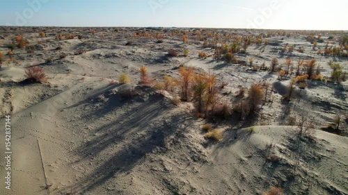Drone view of golden populus euphratica forest and shadows in Gobi desert on sunny autumn day in Hotan, Kashgar, Xinjiang, China, 4k real time footage, travel concept.