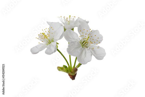 cherry blossoms and leaves, isolated on a white background