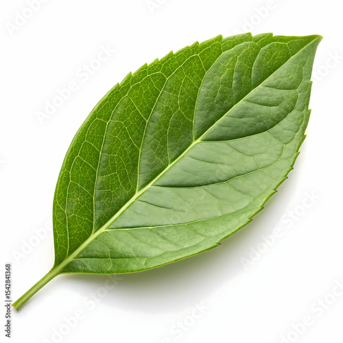 Green leaf isolated on transparent background  