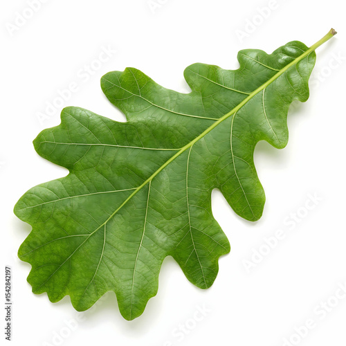 Green oak isolated on transparent background  