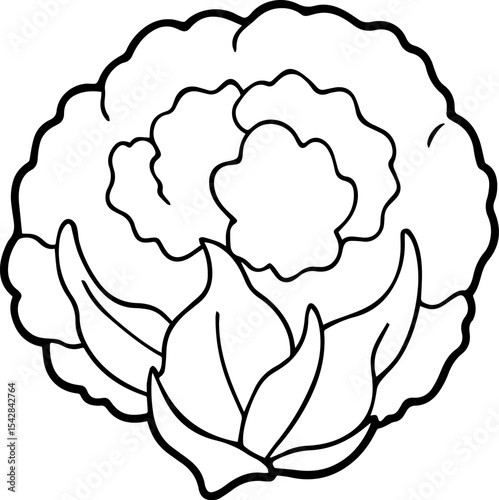 cauliflower outline vector illustration line art