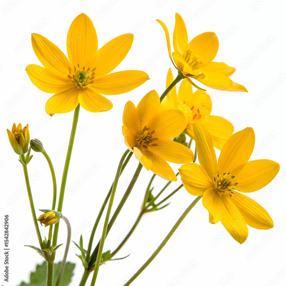 Obraz premium Yellow flowers isolated on transparent background 