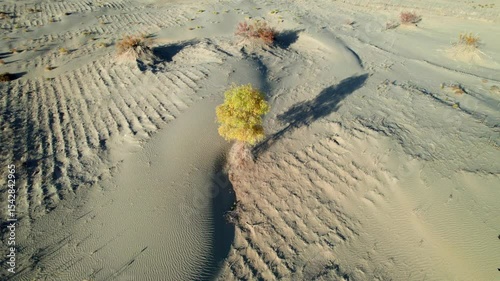 Drone view of golden populus euphratica forest and shadows in Gobi desert on sunny autumn day in Hotan, Kashgar, Xinjiang, China, 4k real time footage, travel concept.