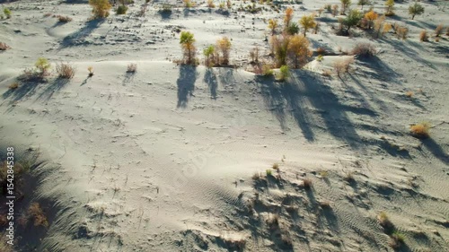 Drone view of golden populus euphratica forest and shadows in Gobi desert on sunny autumn day in Hotan, Kashgar, Xinjiang, China, 4k real time footage, travel concept.