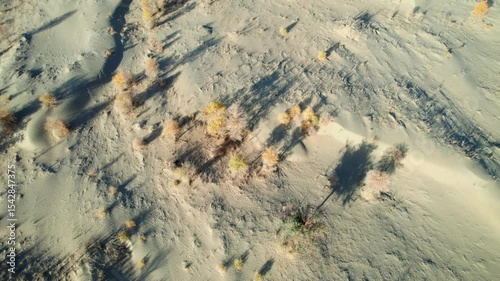 Drone view of golden populus euphratica forest and shadows in Gobi desert on sunny autumn day in Hotan, Kashgar, Xinjiang, China, 4k real time footage, travel concept.