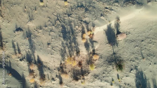 Drone view of golden populus euphratica forest and shadows in Gobi desert on sunny autumn day in Hotan, Kashgar, Xinjiang, China, 4k real time footage, travel concept.