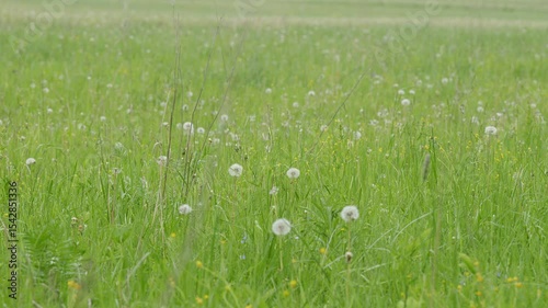 Wallpaper Mural A Beautiful Lush Green Field Adorned with Bright Yellow Dandelions in Springtime Torontodigital.ca