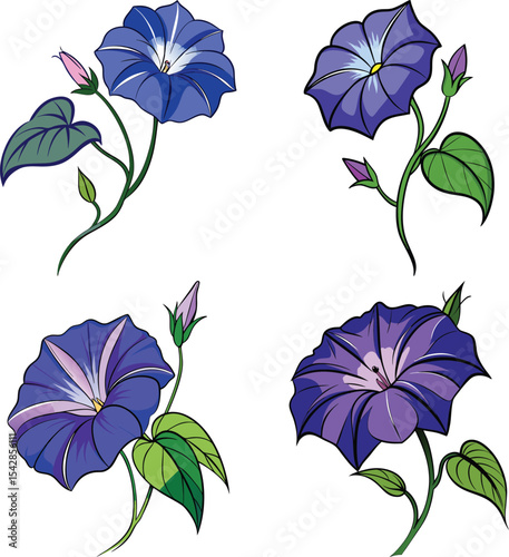 Four blooming morning glory flowers illustration