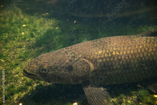 Close-up of a green wolf fish underwater. Underwater photography of a green wolf fish or Hoplias lacerdae.