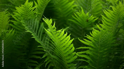Slow motion Fern leaves background in Garden