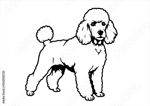 cute dog pet portrait poodle stencil line art vector illustration, vector, animal, puppy, poodle, pet, illustration, cute, dog, breed, cartoon, design, set, happy, funny, graphic, adorable, doggy, 