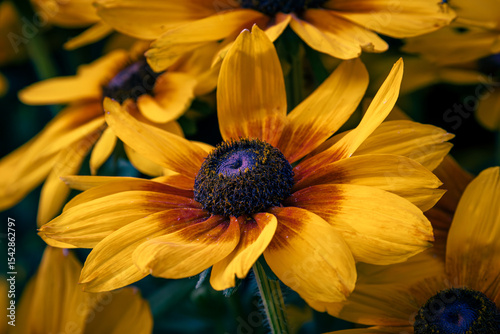 yellow black-eyed susan flower closeup