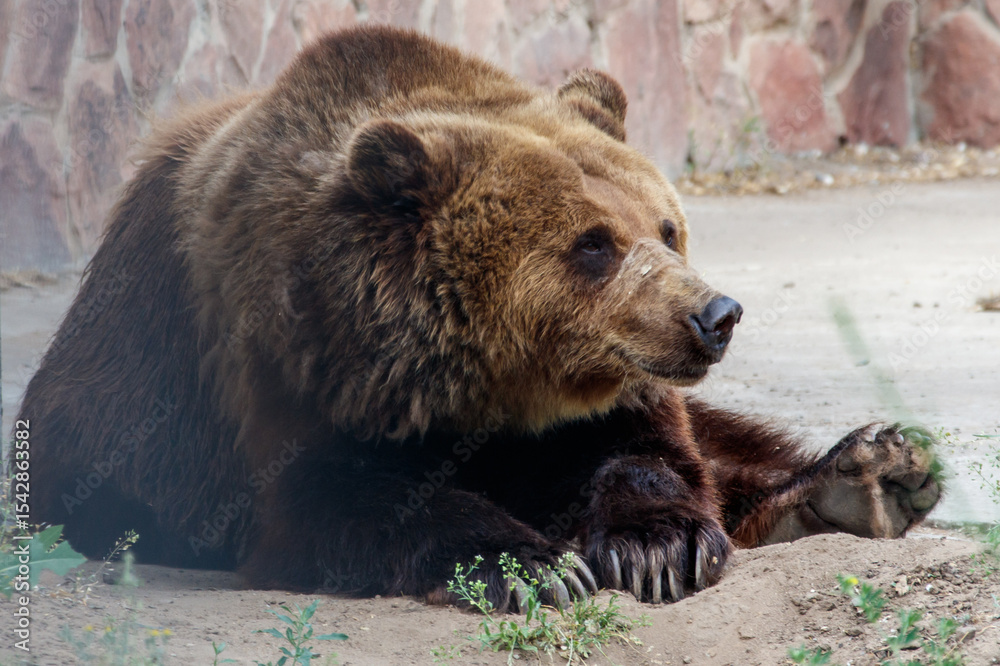 Obraz premium A brown bear is laying on the ground in a zoo enclosure