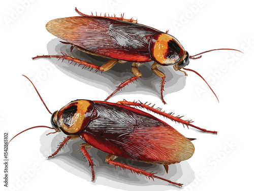 cockroach vector art