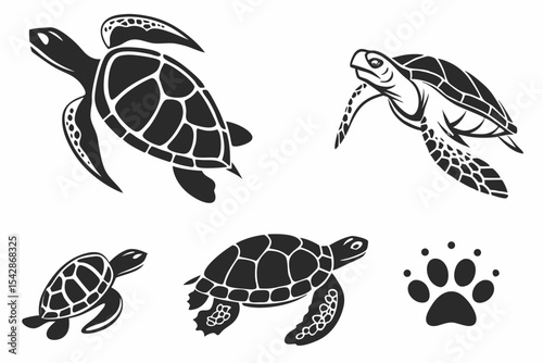 turtle
