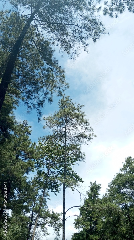 Fototapeta premium Looking Up at Pine Trees and Sky
