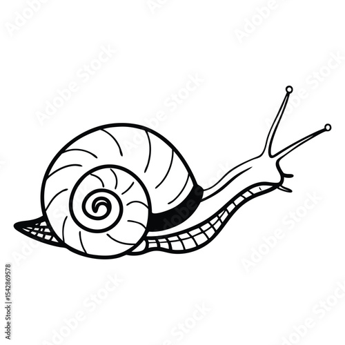 Intricate Snail Shell Line Art Detailed Drawing