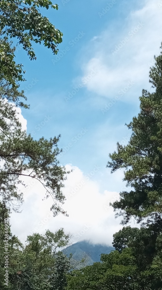 Fototapeta premium Mountain View Through the Trees on a Sunny Day