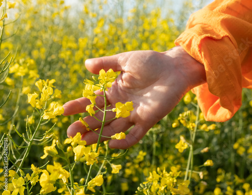 Bright yellow flowers in a field with a hand gently reaching out, capturing the essence of springtime beauty in nature