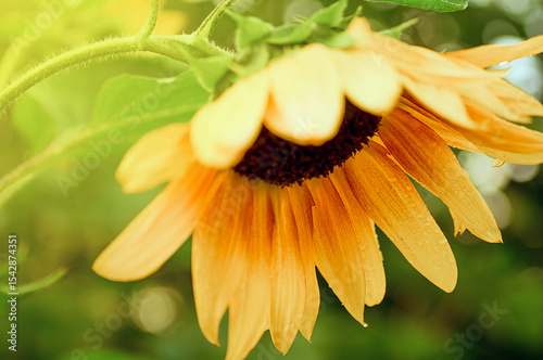 Sunflower flower drooping down on a sunny day