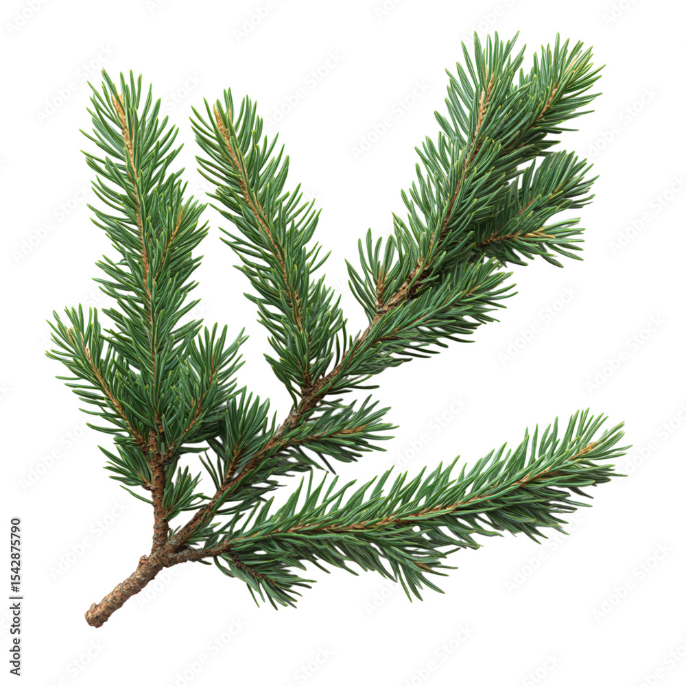 Naklejka premium pine branch isolated on transparent background 