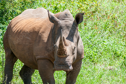 South Africa, Kruger National Park, White Rhinoceros 