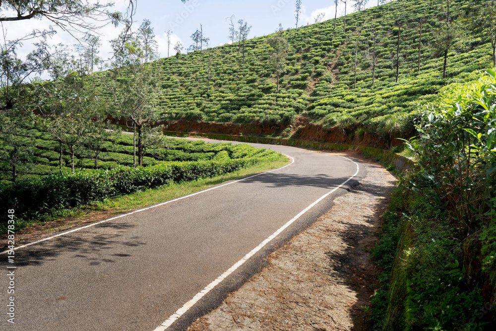 Fototapeta premium mountains tea plantation in devala hutty, Tamil Nadu.