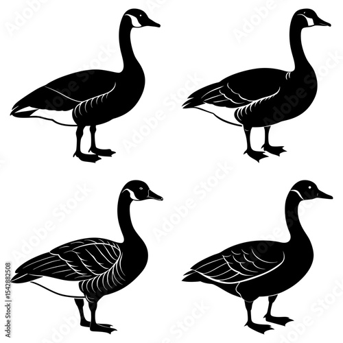 Four canada geese standing in silhouette with detailed feathering on their wings and bodies shown clearly